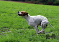 Pedigree SALTO DU SENTIER DES LUTINS Pedigree SALTO DU SENTIER DES LUTINS